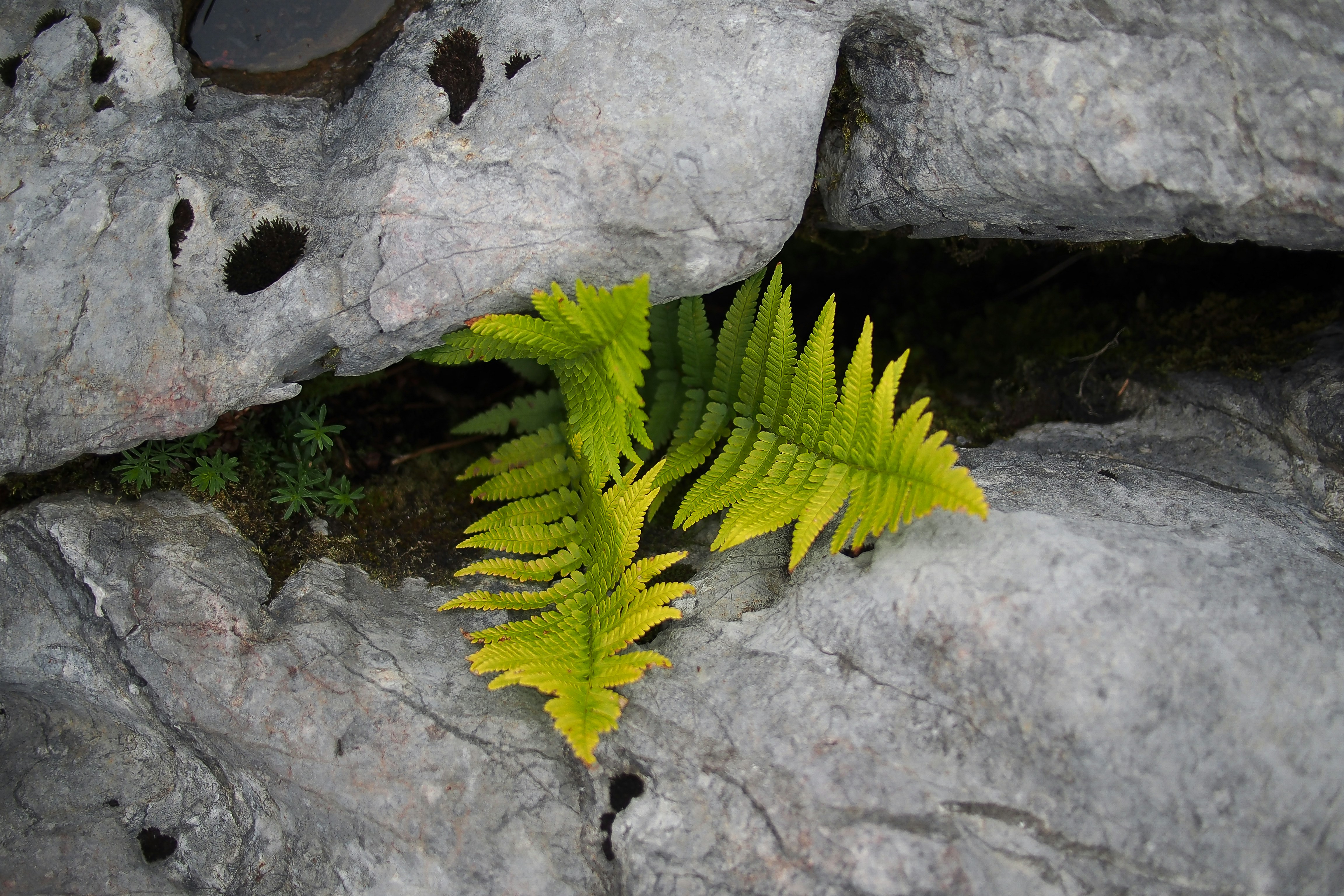 A young fern unfurling through a crack between two weathered stones — growth emerging from the gap